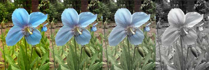 Blue poppy fading to grey by Susan Fluegel at Grey Duck Garlic