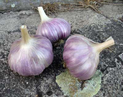 Red Rezan garlic bulbs pose on some rocks by Susan Fluegel at Grey Duck Garlic