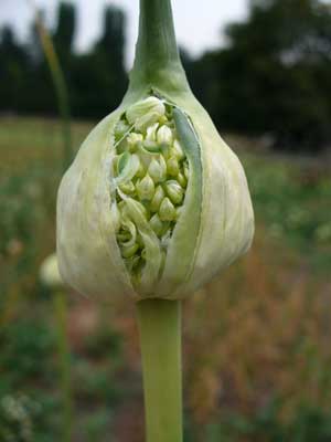 Romanian Red Bulbils by Susan Fluegel at Grey Duck Garlic