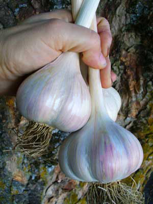 Romanian Red garlic bulbs in a bunch by Susan Fluegel at Grey Duck Garlic