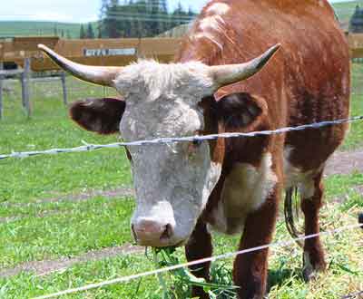 Horned cow eating weeds by Susan Fluegel at Grey Duck Garlic