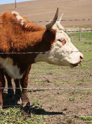 Sammy the cow by Susan Fluegel at Grey Duck Garlic