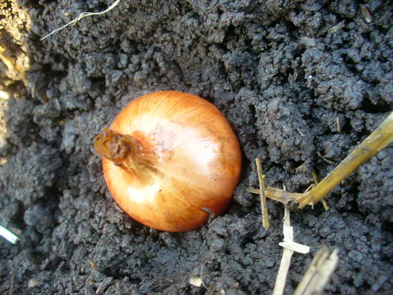 Planting shallots by Susan Fluegel at Grey Duck Garlic