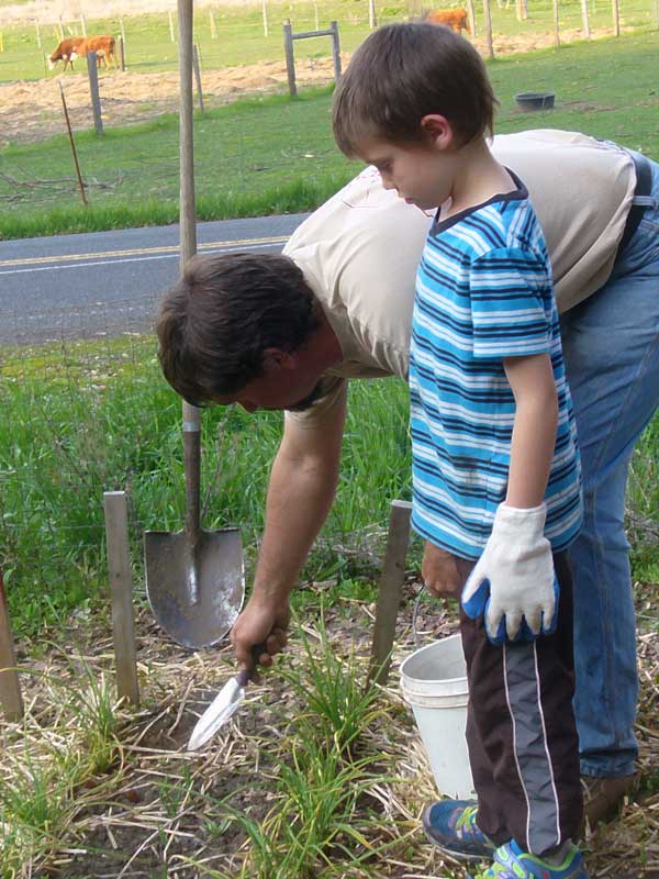 Steve fertilizes shallots with bloodmeal while Ollie watches by Susan Fluegel at Grey Duck Garlic