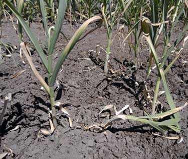 Thermadrone softneck garlic plants ready for harvesting by Susan Fluegel at Grey Duck Garlic