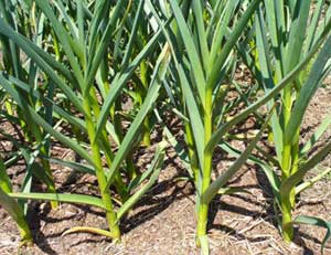 Uniform Georgian Crystal garlic plants by Susan Fluegel at Grey Duck Garlic