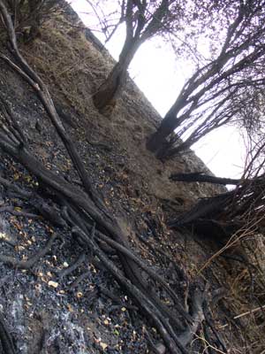 Charred trees by Susan Fluegel at Grey Duck Garlic