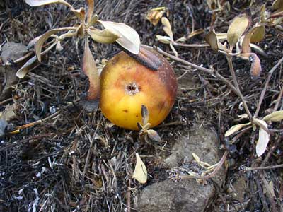 Fire roasted apple by Susan Fluegel at Grey Duck Garlic