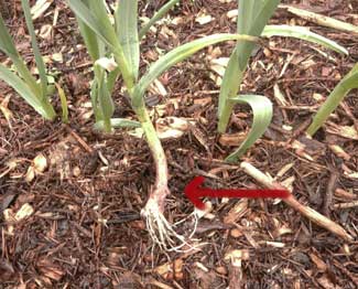 Green garlic growing by Susan Fluegel at Grey Duck Garlic